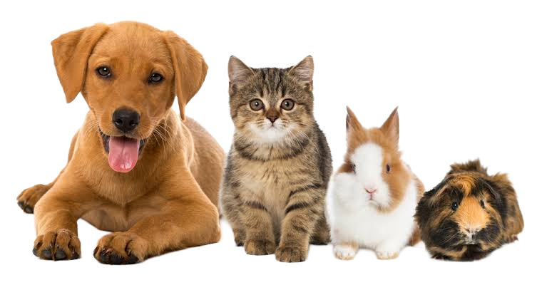 Cachorro, gato, coelho e porquinho-da-índia