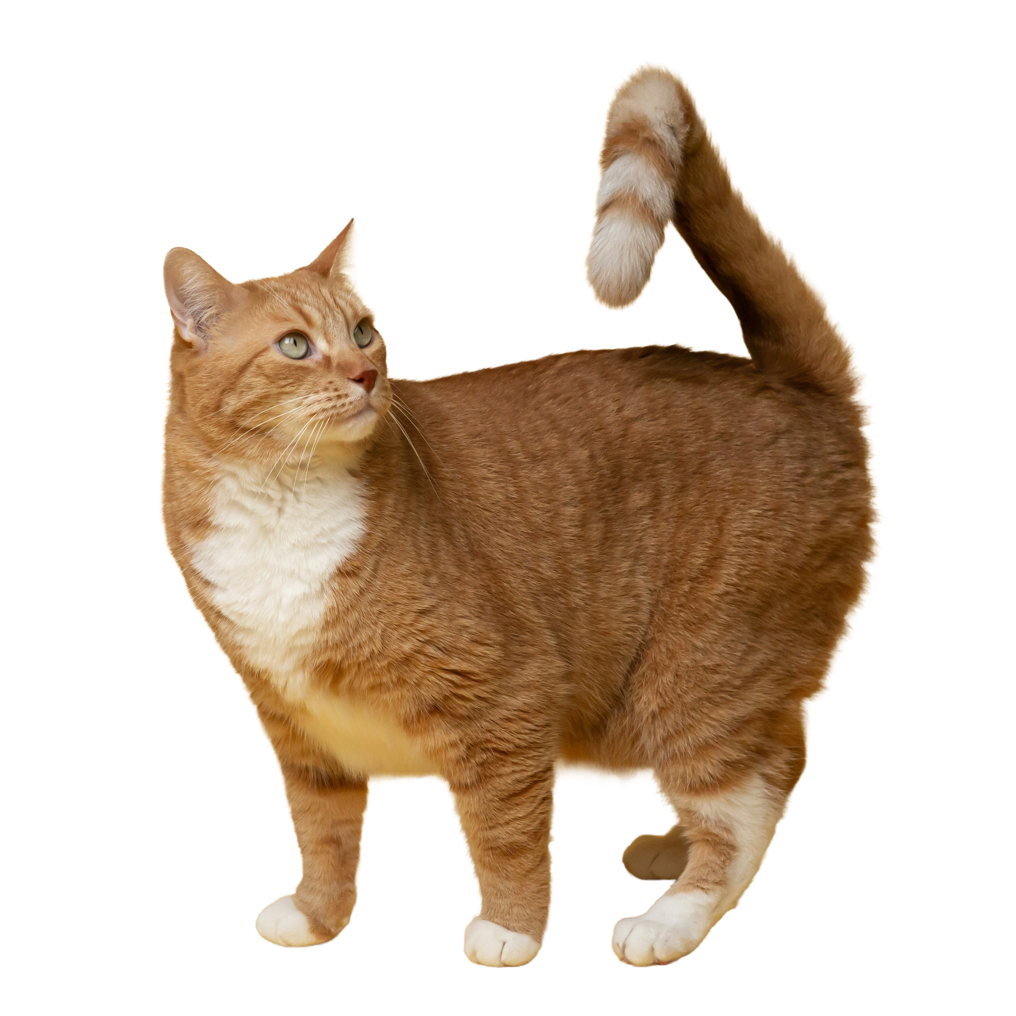 Gato